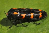 Ptosima undecimmaculata