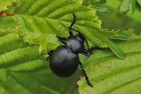Timarcha tenebricosa