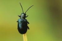 Oulema gallaeciana