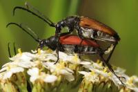 Anastrangalia sanguinolenta