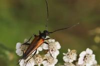 Stenurella melanura