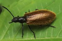 Lagria hirta
