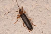 Nacerdes carniolica