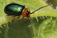 Sermylassa halensis