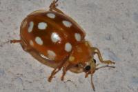 Halyzia sedecimguttata