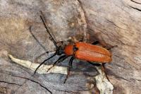 Stictoleptura rubra