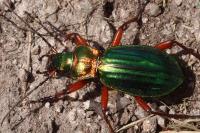 Carabus auronitens