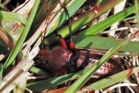 Carabus arvensis