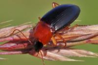 Calathus melanocephalus