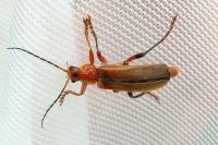 Cantharis livida