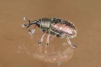 Gymnetron rotundicolle