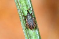 Gymnetron rotundicolle