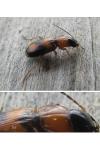 Badister bullatus