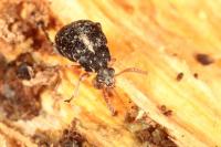 Bruchus luteicornis