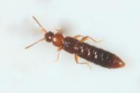 Leptusa ruficollis