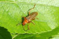 Cantharis rufa
