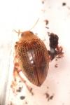 Haliplus flavicollis