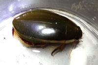 Cybister lateralimarginalis