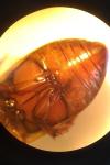 Rhantus exsoletus