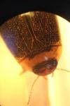 Rhantus exsoletus
