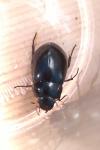 Hydrochara caraboides
