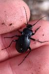 Carabus convexus