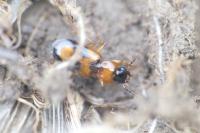Badister bullatus