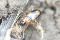 Badister bullatus