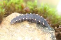 Lampyris noctiluca