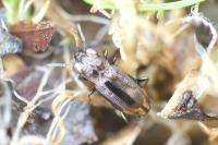 Notiophilus quadripunctatus