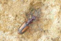 Polistichus connexus