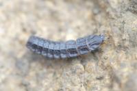 Phosphaenus hemipterus