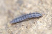 Phosphaenus hemipterus