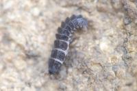 Phosphaenus hemipterus