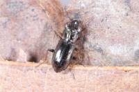 Notiophilus rufipes