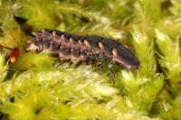 Lampyris noctiluca