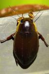 Dytiscus dimidiatus