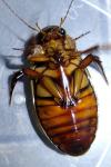 Dytiscus dimidiatus