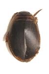 Acilius canaliculatus