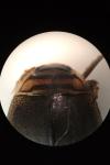 Acilius canaliculatus