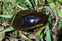 Dytiscus dimidiatus