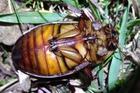 Dytiscus dimidiatus