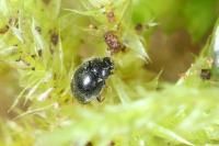 Stethorus pusillus