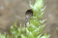 Trichopterapion holosericeum