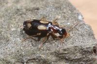 Dromius quadrimaculatus