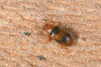 Coccidula scutellata