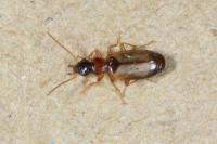 Philorhizus melanocephalus