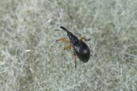 Protapion fulvipes
