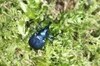 Byctiscus betulae
