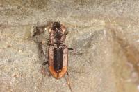 Notiophilus biguttatus